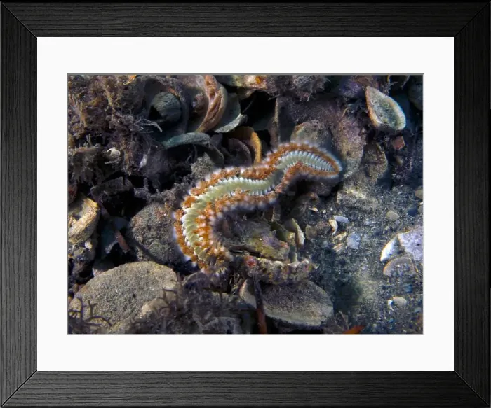 Framed Print : A Bearded Fireworm (Hermodice carunculata) in Florida, USA