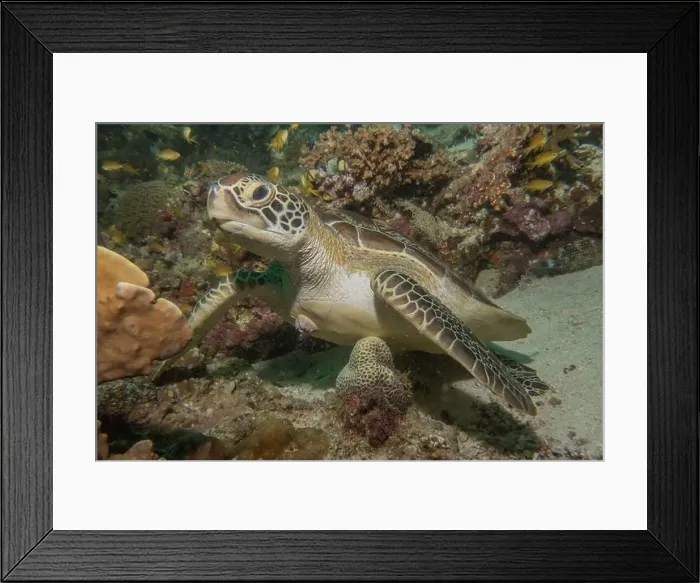 Framed Print : Hawksbill sea turtle in the Sea of the Philippines Framed Print : Hawksbill sea turtle in the Sea of the Philippines