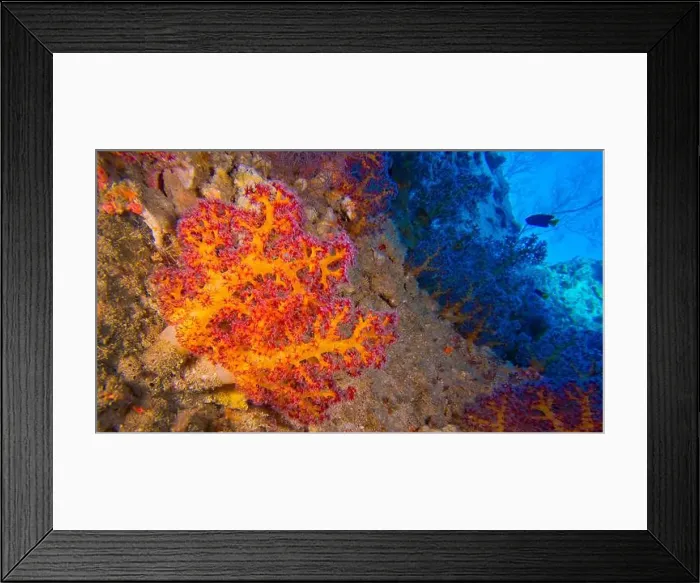 Framed Print : Multi-branched Coral Trees, Soft Coral, Reef Building Corals, Coral Reef, North Ari Atoll, Maldives, Indian Ocean, Asia Framed Print : Multi-branched Coral Trees, Soft Coral, Reef Building Corals, Coral Reef, North Ari Atoll, Maldives, Indian Ocean, Asia
