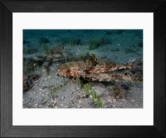 Framed Print : A Flying Gunard (Dactylopterus volitans) in Florida, USA Framed Print : A Flying Gunard (Dactylopterus volitans) in Florida, USA