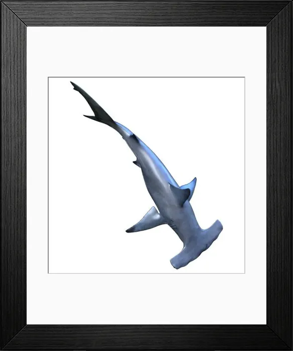 Framed Print : 3D rendering of a hammerhead shark isolated on white background Framed Print : 3D rendering of a hammerhead shark isolated on white background