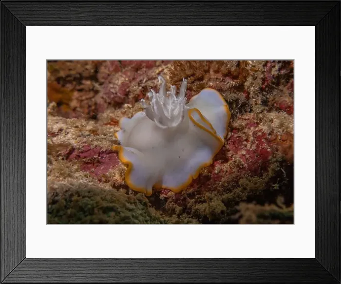 Framed Print : Sea slug in the Sea of the Philippines Framed Print : Sea slug in the Sea of the Philippines