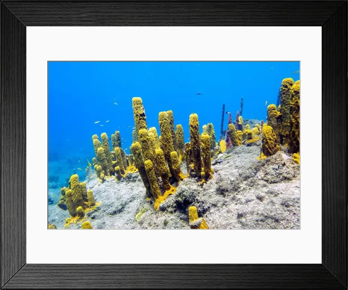 Framed Print : Soft coral on Champagne Reef near Roseau, Dominica Framed Print : Soft coral on Champagne Reef near Roseau, Dominica