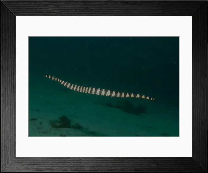Framed Print : Banded Sea Krait Laticauda colubrina in the Sea of the Philippines