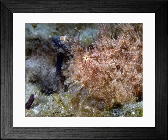 Framed Print : A Striated Frogfish (Antennarius striatus) in Florida, USA Framed Print : A Striated Frogfish (Antennarius striatus) in Florida, USA