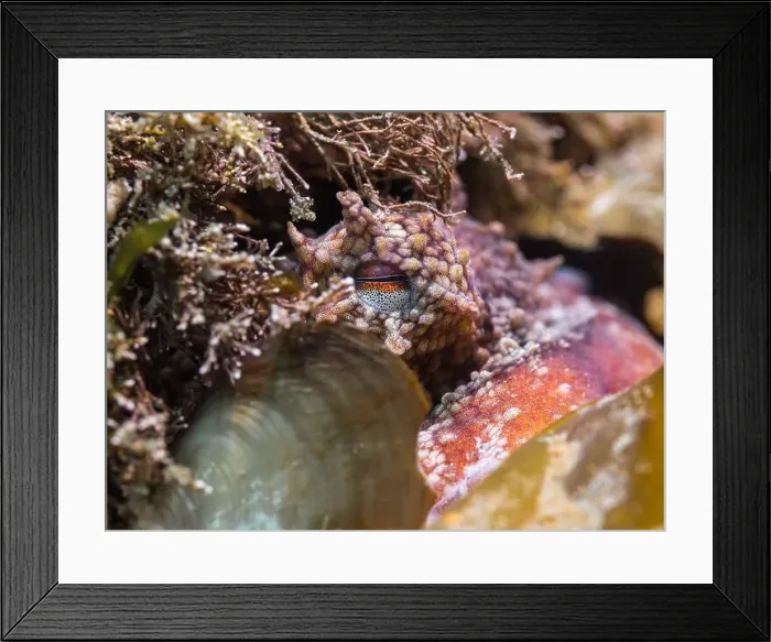 Framed Print : A Common octopus (octopus vulgaris) hiding on the reef closeup of its eye Framed Print : A Common octopus (octopus vulgaris) hiding on the reef closeup of its eye