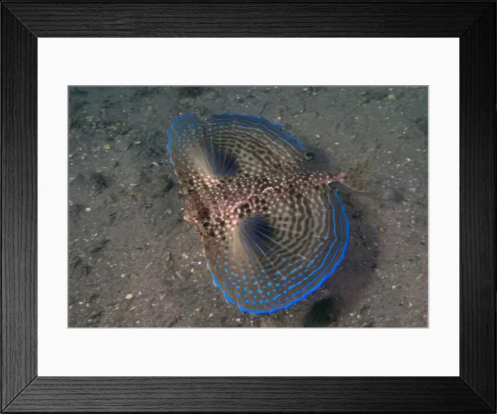 Framed Print : A Flying Gunard (Dactylopterus volitans) in Florida, USA Framed Print : A Flying Gunard (Dactylopterus volitans) in Florida, USA