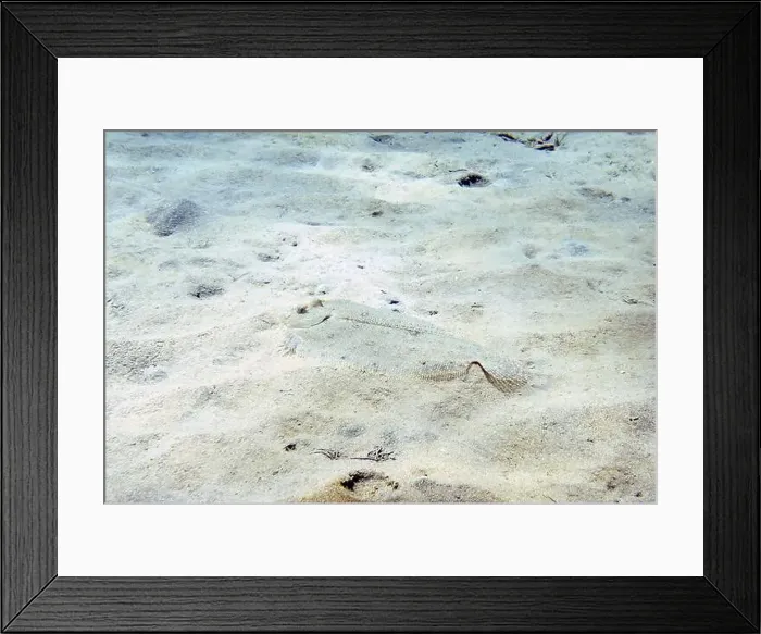Framed Print : A Peacock Flounder (Bothus mancus) in the Caribbean Sea, Dominica Framed Print : A Peacock Flounder (Bothus mancus) in the Caribbean Sea, Dominica