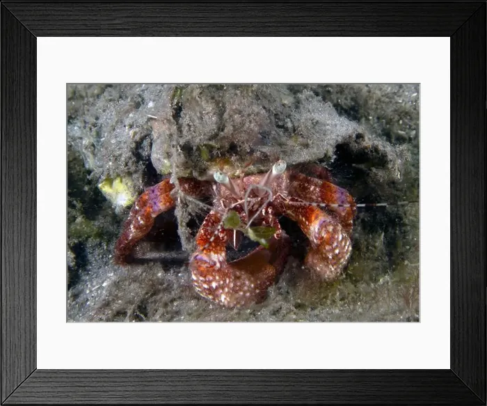 Framed Print : Bareye Hermit Crab (Dardanus fucosus) in Florida, USA Framed Print : Bareye Hermit Crab (Dardanus fucosus) in Florida, USA
