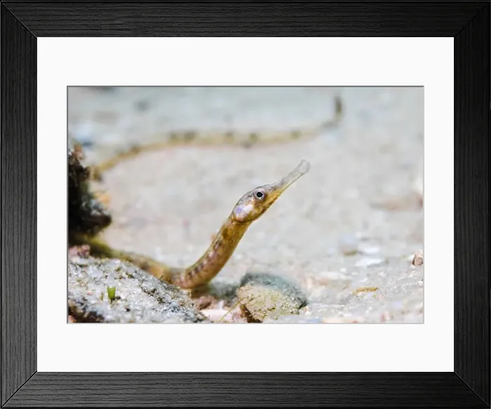 Framed Print : A brown color Longsnout pipefish (Syngnathus temminckii) on the ocean floor sand Framed Print : A brown color Longsnout pipefish (Syngnathus temminckii) on the ocean floor sand