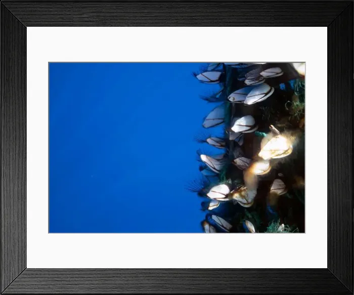 Framed Print : Barnacles on a buoy rope filter feeding in the open seas near Roseau, Dominica Framed Print : Barnacles on a buoy rope filter feeding in the open seas near Roseau, Dominica