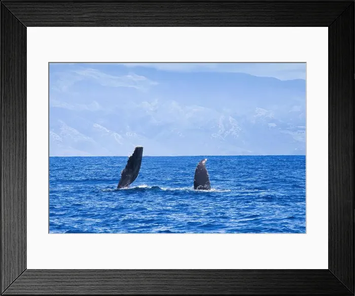 Framed Print : Baby humpback whale with pectoral extended amd part of tail above water Framed Print : Baby humpback whale with pectoral extended amd part of tail above water