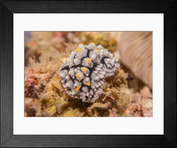 Framed Print : Sea slug in the Sea of the Philippines Framed Print : Sea slug in the Sea of the Philippines