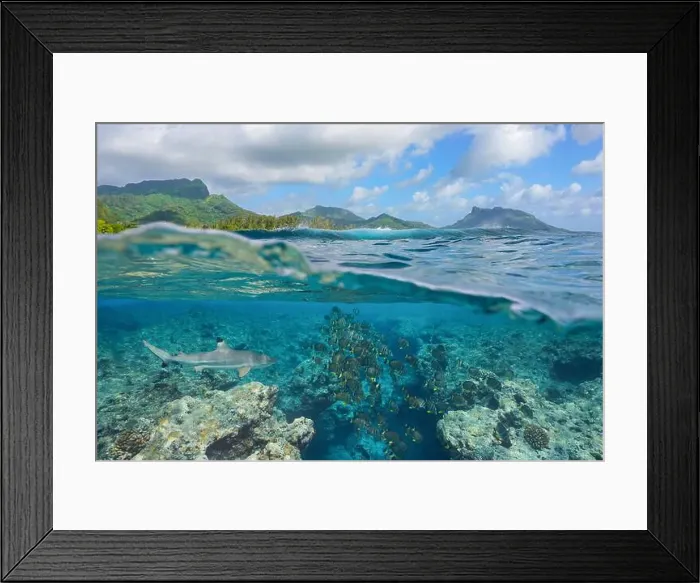 Framed Print : Fish school with a shark underwater in the ocean on the reef of a south Pacific island in French Polynesia Framed Print : Fish school with a shark underwater in the ocean on the reef of a south Pacific island in French Polynesia