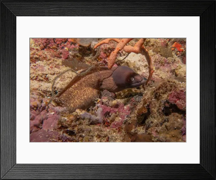 Framed Print : Moray eel Mooray lycodontis undulatus in the Red Sea, Eilat Israel Framed Print : Moray eel Mooray lycodontis undulatus in the Red Sea, Eilat Israel