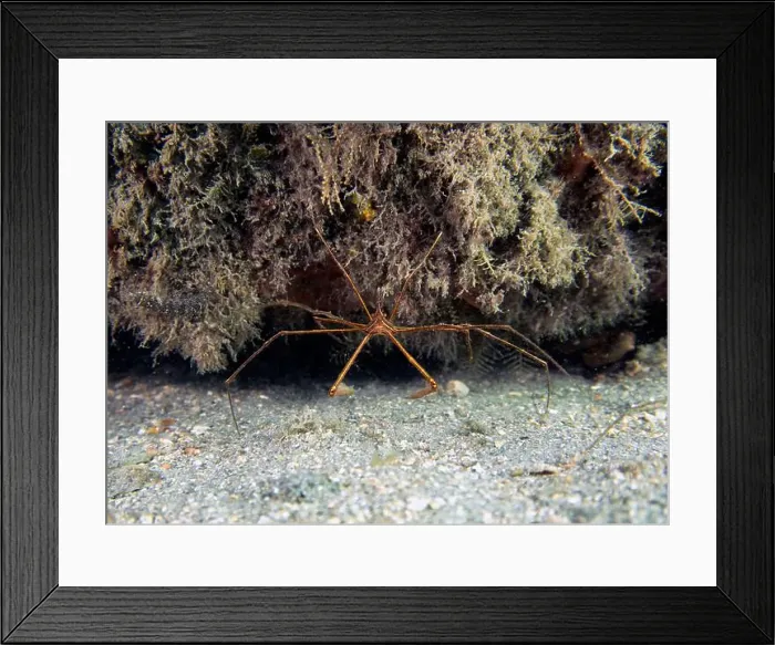 Framed Print : An Arrowhead Crab (Stenorhynchus seticornis) in Florida, USA Framed Print : An Arrowhead Crab (Stenorhynchus seticornis) in Florida, USA
