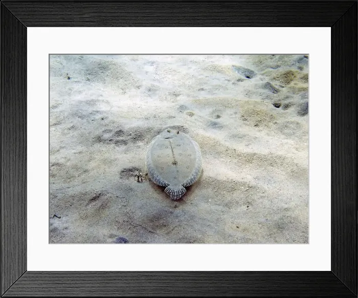 Framed Print : A Peacock Flounder (Bothus mancus) in the Caribbean Sea, Dominica Framed Print : A Peacock Flounder (Bothus mancus) in the Caribbean Sea, Dominica