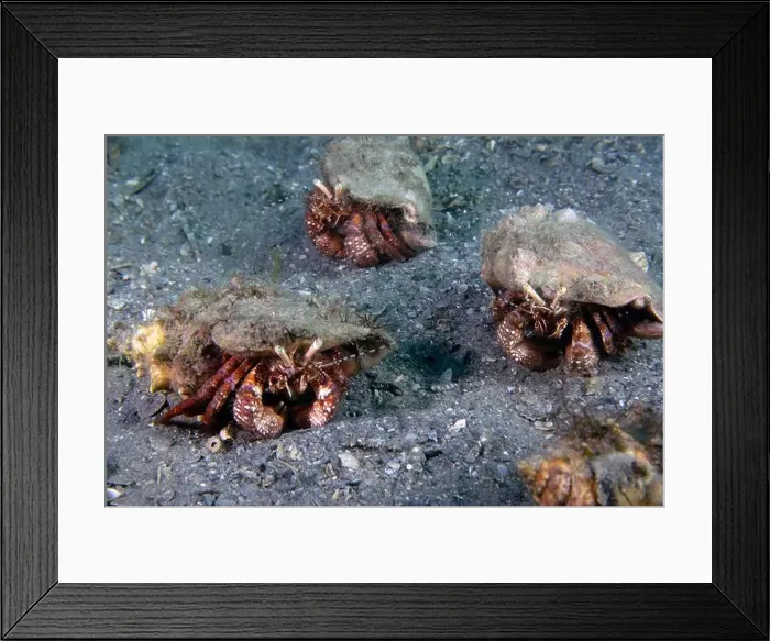 Framed Print : Bareye Hermit Crab (Dardanus fucosus) in Florida, USA Framed Print : Bareye Hermit Crab (Dardanus fucosus) in Florida, USA