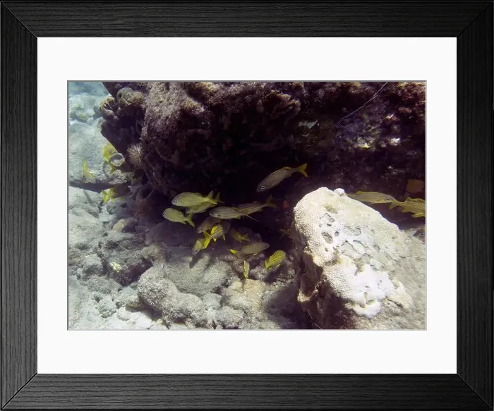 Framed Print : A school of Grunts (Haemulon sp.) in the Caribbean Sea near Roseau, Dominica Framed Print : A school of Grunts (Haemulon sp.) in the Caribbean Sea near Roseau, Dominica