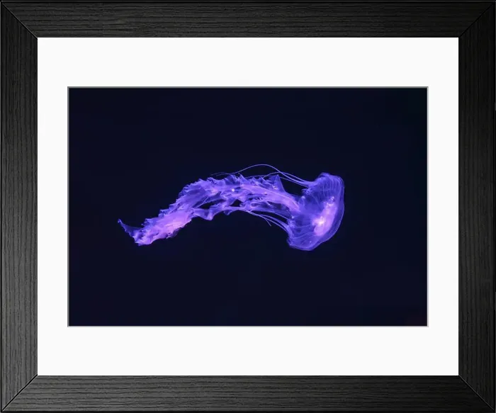 Framed Print : Black sea nettle, Chrysaora achlyos swimming in dark water of aquarium tank with purple neon light Framed Print : Black sea nettle, Chrysaora achlyos swimming in dark water of aquarium tank with purple neon light