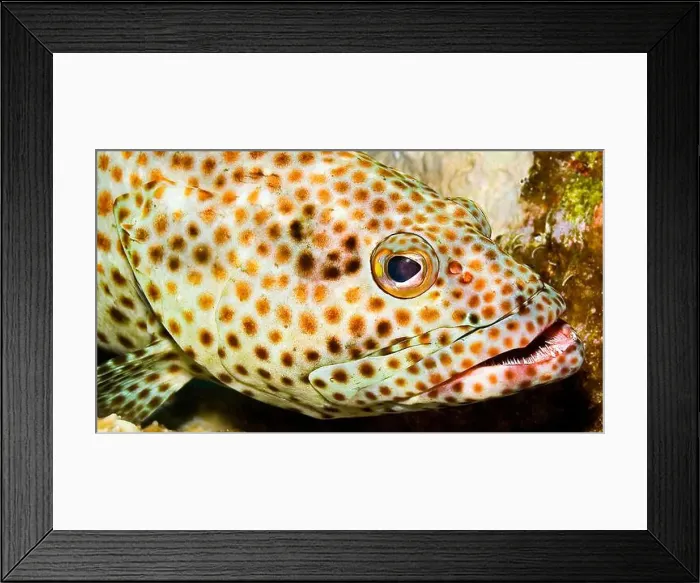 Framed Print : Coral grouper, Cephalopholis miniata, Coral Reef, Red Sea, Egypt, Africa Framed Print : Coral grouper, Cephalopholis miniata, Coral Reef, Red Sea, Egypt, Africa