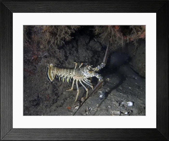 Framed Print : Caribbean Spiny Lobster (Panulirus argus) in Florida, USA Framed Print : Caribbean Spiny Lobster (Panulirus argus) in Florida, USA
