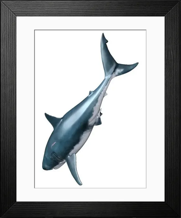 Framed Print : 3D rendering of a great white shark isolated on white background Framed Print : 3D rendering of a great white shark isolated on white background