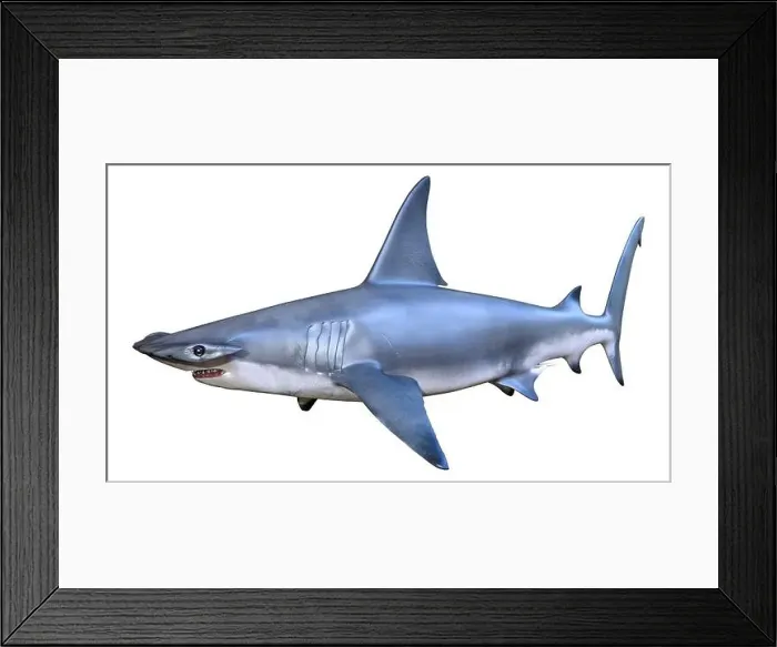 Framed Print : 3D rendering of a hammerhead shark isolated on white background Framed Print : 3D rendering of a hammerhead shark isolated on white background