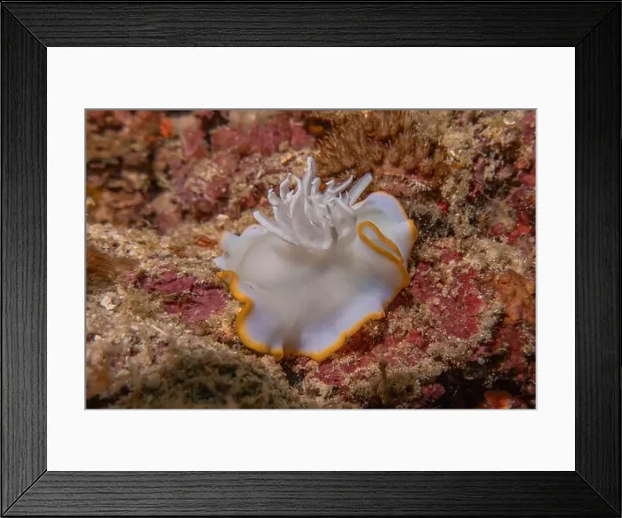 Framed Print : Sea slug in the Sea of the Philippines Framed Print : Sea slug in the Sea of the Philippines