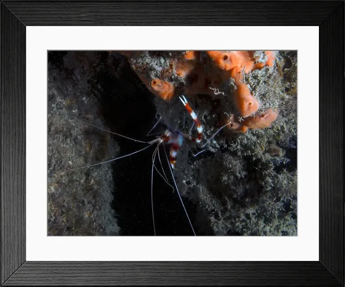 Framed Print : A Banded Boxer Shrimp (Stenopus hispidus) in Florida, USA Framed Print : A Banded Boxer Shrimp (Stenopus hispidus) in Florida, USA