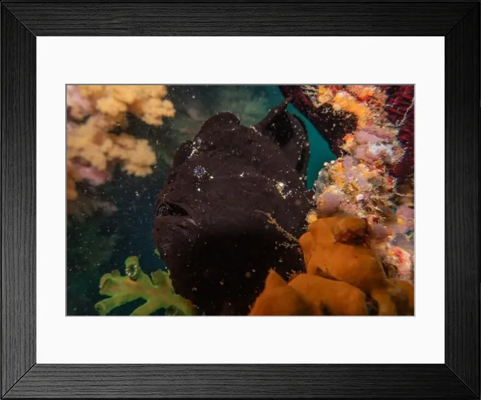 Framed Print : Fish swim in the Sea of the Philippines Framed Print : Fish swim in the Sea of the Philippines