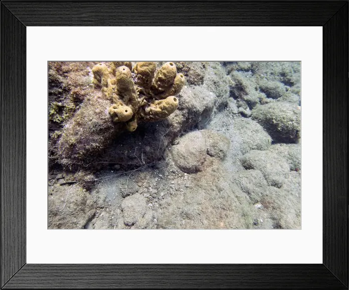 Framed Print : A Spaghetti Worm (Terebellida sp.) in Roseau, Dominica Framed Print : A Spaghetti Worm (Terebellida sp.) in Roseau, Dominica