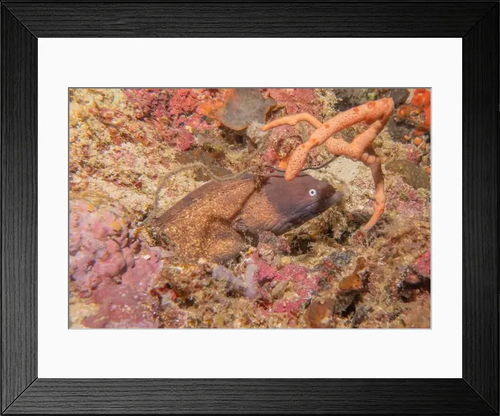 Framed Print : Moray eel Mooray lycodontis undulatus in the Red Sea, Eilat Israel Framed Print : Moray eel Mooray lycodontis undulatus in the Red Sea, Eilat Israel
