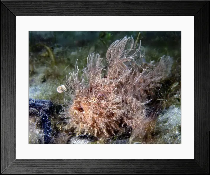 Framed Print : A Striated Frogfish (Antennarius striatus) in Florida, USA Framed Print : A Striated Frogfish (Antennarius striatus) in Florida, USA