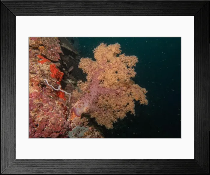 Framed Print : Coral reef and water plants in the Sea of the Philippines Framed Print : Coral reef and water plants in the Sea of the Philippines