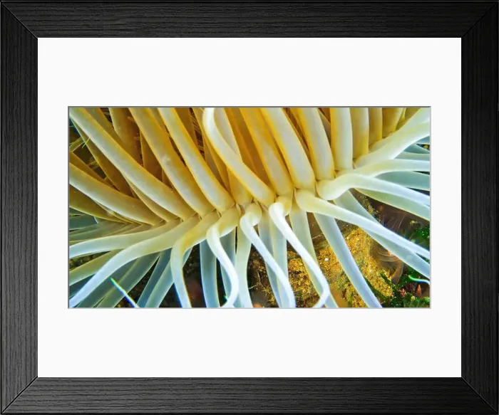 Framed Print : Ceriantharia, Cerianthus membranaceus Framed Print : Ceriantharia, Cerianthus membranaceus