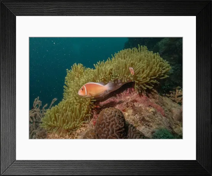 Framed Print : Coral reef and water plants in the Sea of the Philippines Framed Print : Coral reef and water plants in the Sea of the Philippines