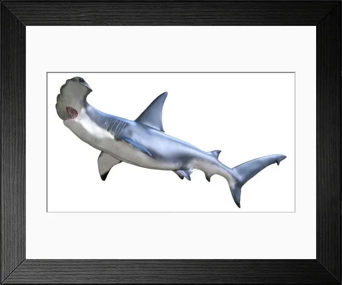 Framed Print : 3D rendering of a hammerhead shark isolated on white background Framed Print : 3D rendering of a hammerhead shark isolated on white background