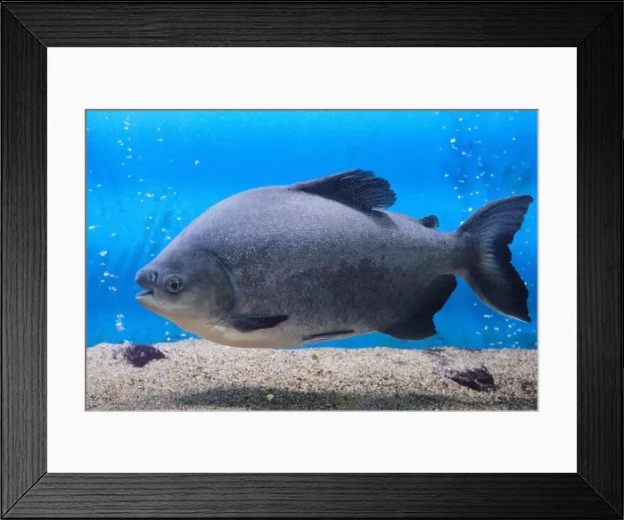 Framed Print : Black paku, piranha fish aquarium blue background Framed Print : Black paku, piranha fish aquarium blue background
