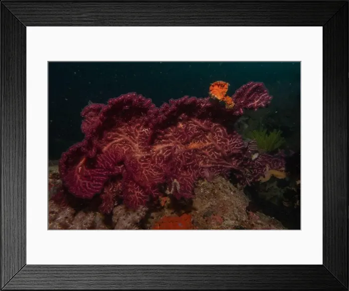 Framed Print : Coral reef and water plants in the Sea of the Philippines Framed Print : Coral reef and water plants in the Sea of the Philippines