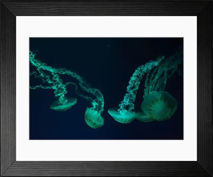 Framed Print : Group of jellifish South american sea nettle Framed Print : Group of jellifish South american sea nettle