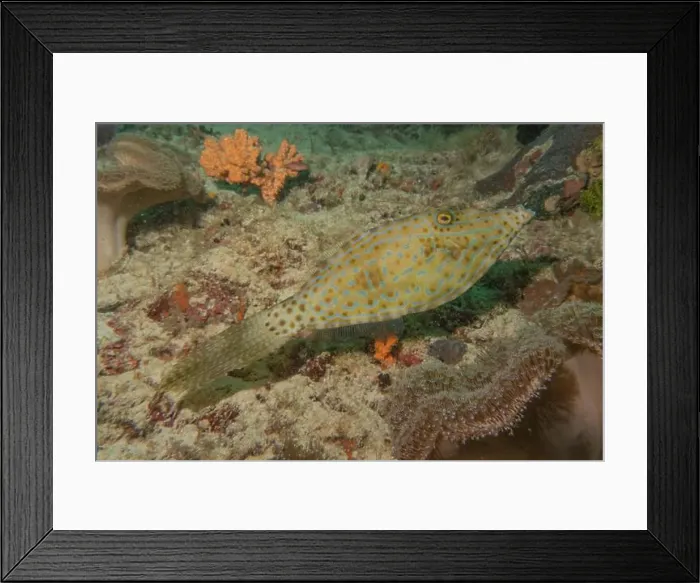 Framed Print : Fish swim in the Sea of the Philippines Framed Print : Fish swim in the Sea of the Philippines