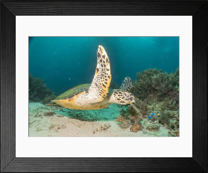 Framed Print : Hawksbill sea turtle in the Sea of the Philippines Framed Print : Hawksbill sea turtle in the Sea of the Philippines