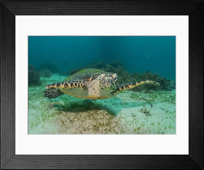 Framed Print : Hawksbill sea turtle in the Sea of the Philippines Framed Print : Hawksbill sea turtle in the Sea of the Philippines