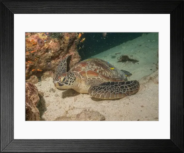 Framed Print : Hawksbill sea turtle in the Sea of the Philippines Framed Print : Hawksbill sea turtle in the Sea of the Philippines