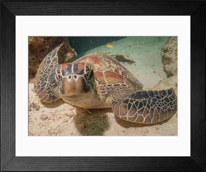 Framed Print : Hawksbill sea turtle in the Sea of the Philippines Framed Print : Hawksbill sea turtle in the Sea of the Philippines