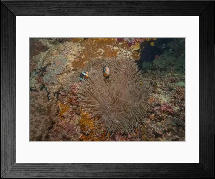 Framed Print : Coral reef and water plants in the Sea of the Philippines Framed Print : Coral reef and water plants in the Sea of the Philippines