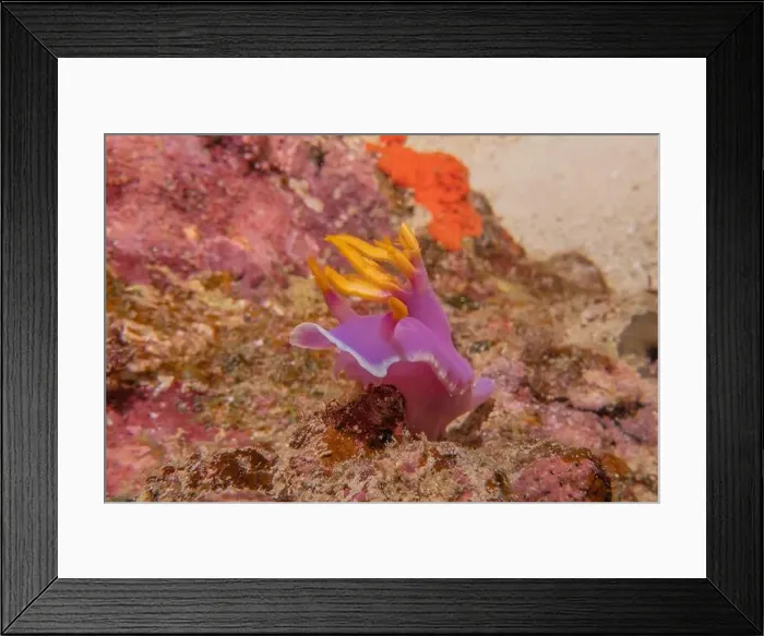 Framed Print : Sea slug in the Sea of the Philippines Framed Print : Sea slug in the Sea of the Philippines