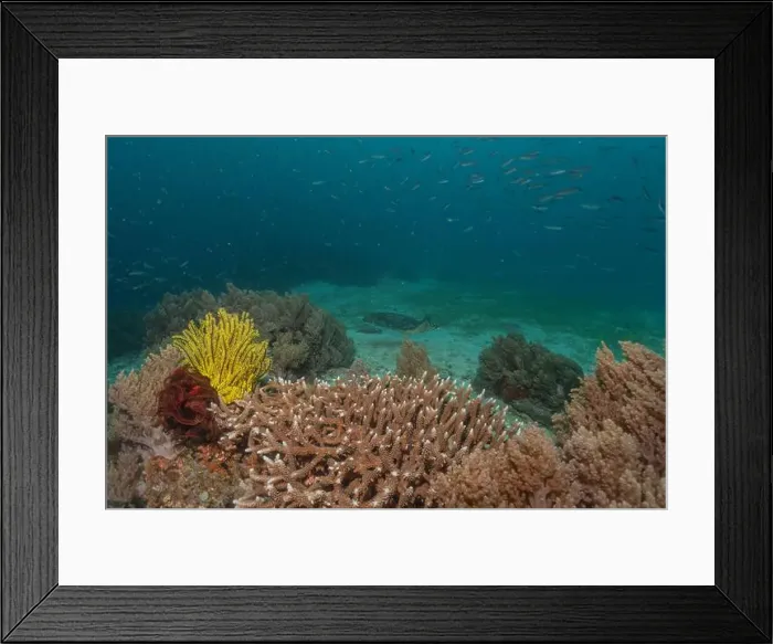 Framed Print : Coral reef and water plants in the Sea of the Philippines Framed Print : Coral reef and water plants in the Sea of the Philippines