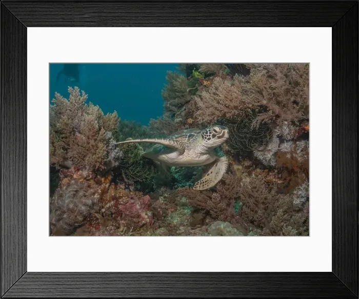 Framed Print : Hawksbill sea turtle in the Sea of the Philippines Framed Print : Hawksbill sea turtle in the Sea of the Philippines